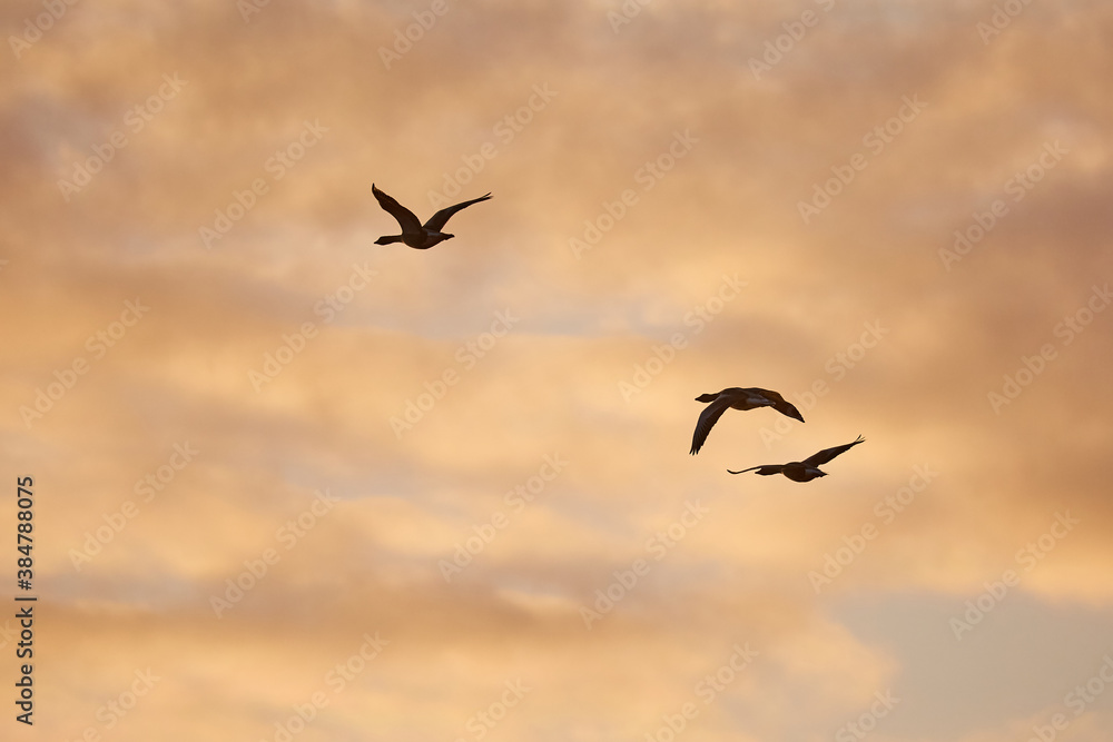 Flock of geese flying in formation in Iceland, evening light sunset dramatic light