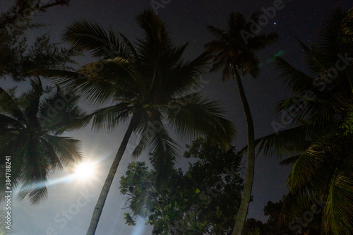 Tropical Night Sky  Palm Trees and Moon