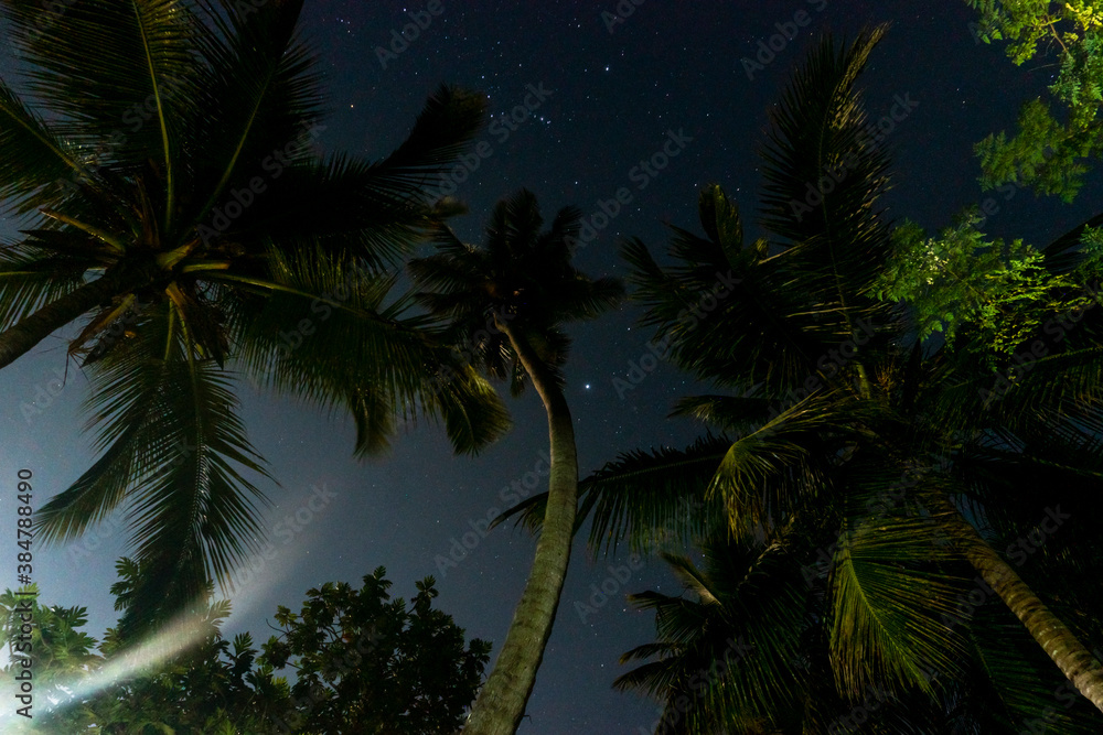 Fotografie Tropical Night Sky, Palm Trees Bottom View