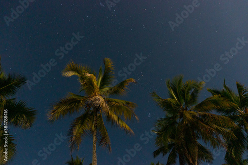 Tropical Night Sky, Palm Trees Bottom View