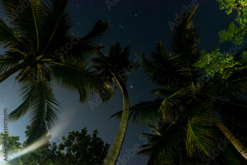 Tropical Night Sky, Palm Trees Bottom View