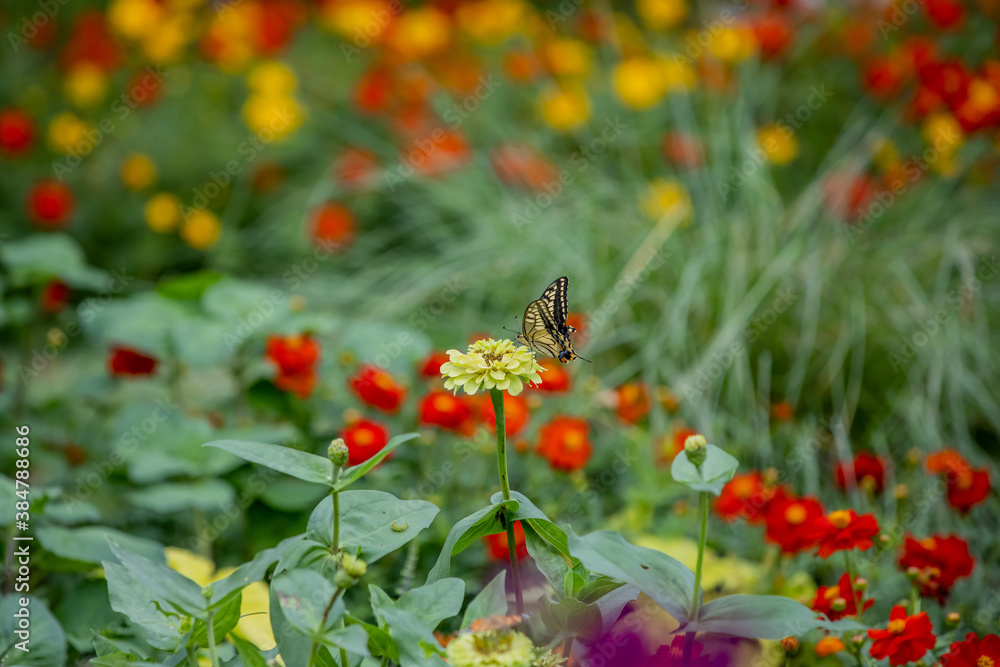 美しい秋の花