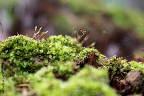 Green moss on old pine stump © Disorder_Vortex