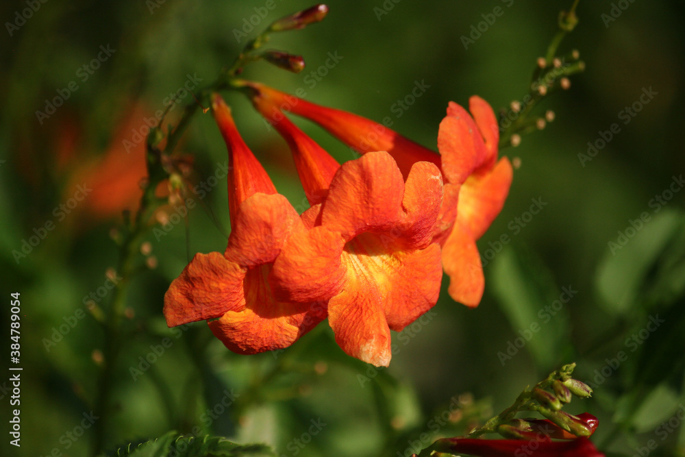Fototapeta premium red and yellow flower