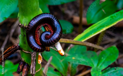 Fényképezés A giant millipede with red legs sits curled up on a branch in the rainforest