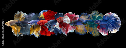 Set of Bettafish on black background.Capture the moving moment of siamese fighting fish isolated on black background