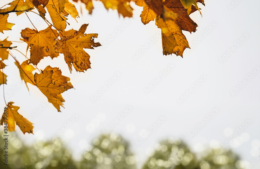 Fototapeta premium Autumn leaves against white sky background, Yellow and brown autumn foliage with gloomy could sky. Bright orange leaves in fall season with blurry bokeh natural background and copy space