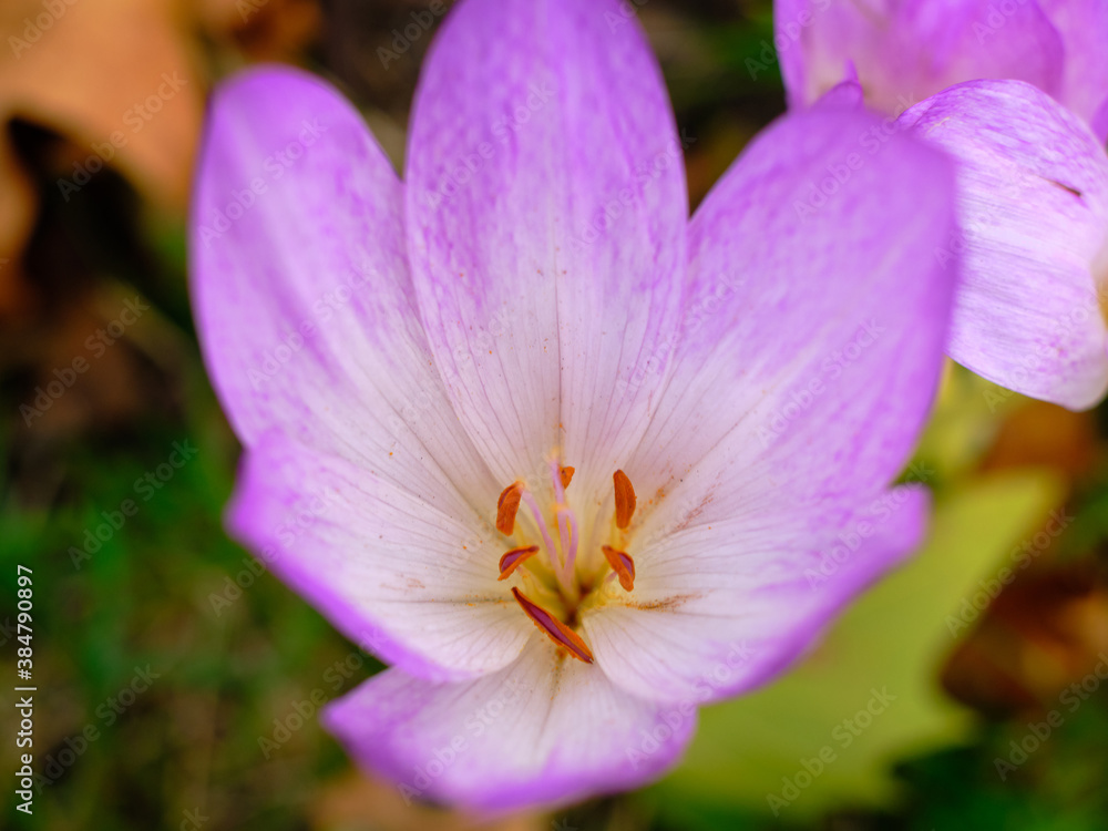 Close-up of a Colchicum flower aka autumn crocus, meadow saffron, or naked lady, a perennial flowering plant with purple bells. The flower has 3 styles and 6 stamens. Close-up of a Colchicum flower aka autumn crocus, meadow saffron, or naked lady, a perennial flowering plant with purple bells. The flower has 3 styles and 6 stamens.