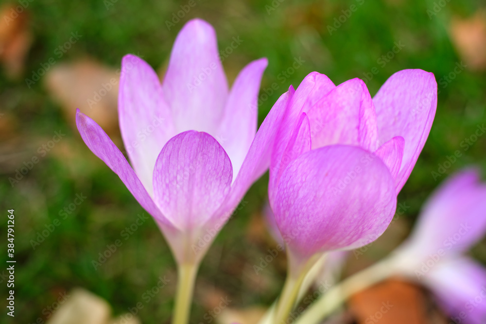 Close-up of Colchicum flowers aka autumn crocus, meadow saffron, or naked lady, a perennial flowering plant with purple bells. Close-up of Colchicum flowers aka autumn crocus, meadow saffron, or naked lady, a perennial flowering plant with purple bells.