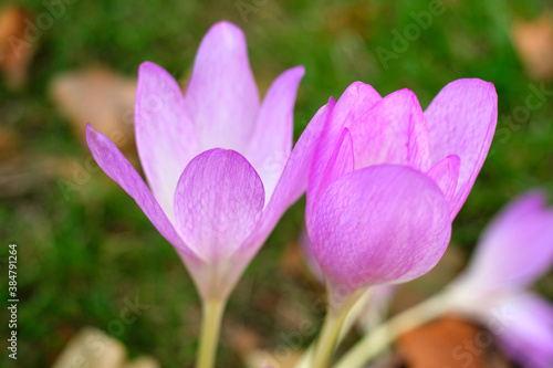 Close-up of Colchicum flowers aka autumn crocus, meadow saffron, or naked lady, a perennial flowering plant with purple bells.