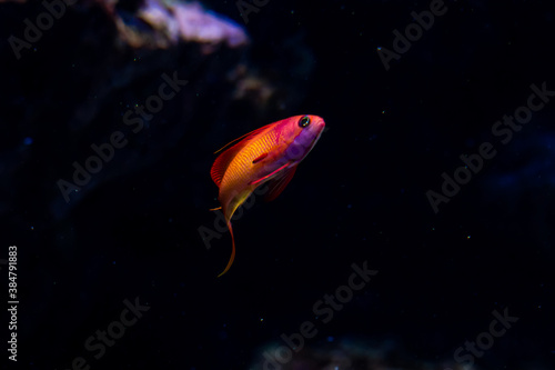 Lyretail anthias fish on the coral reef. photo