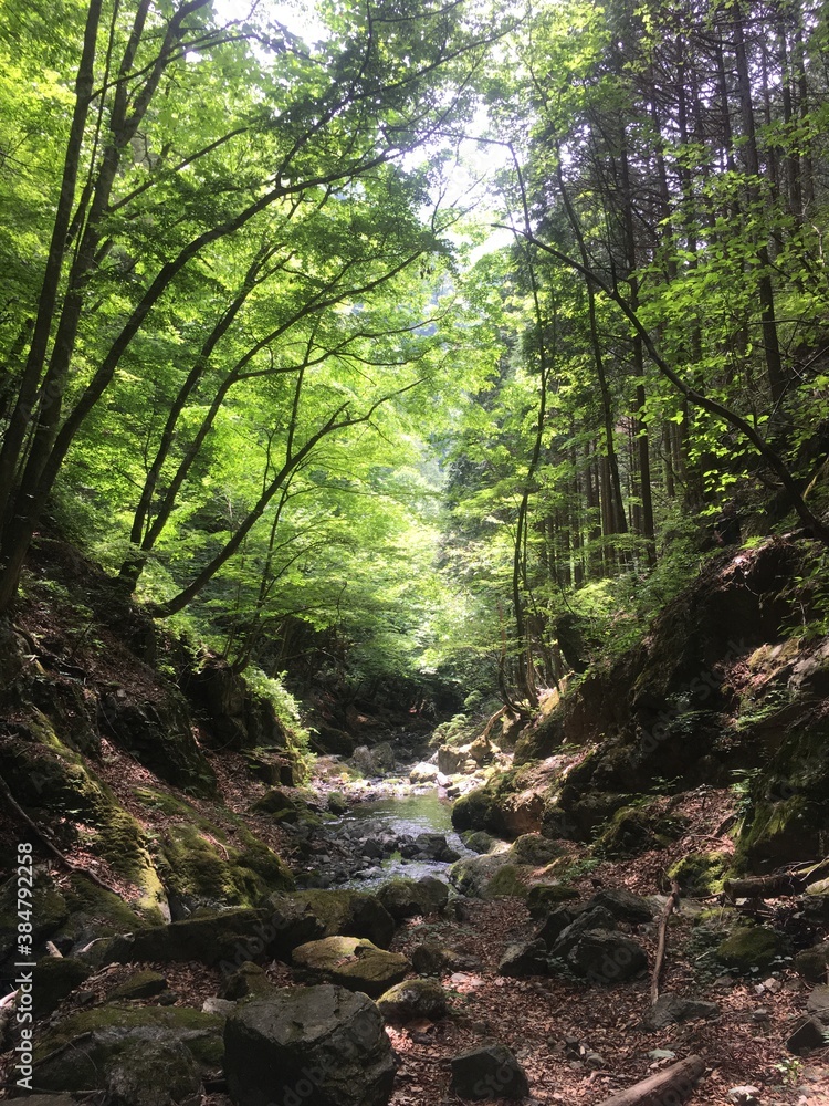 Fototapeta premium morning in the forest