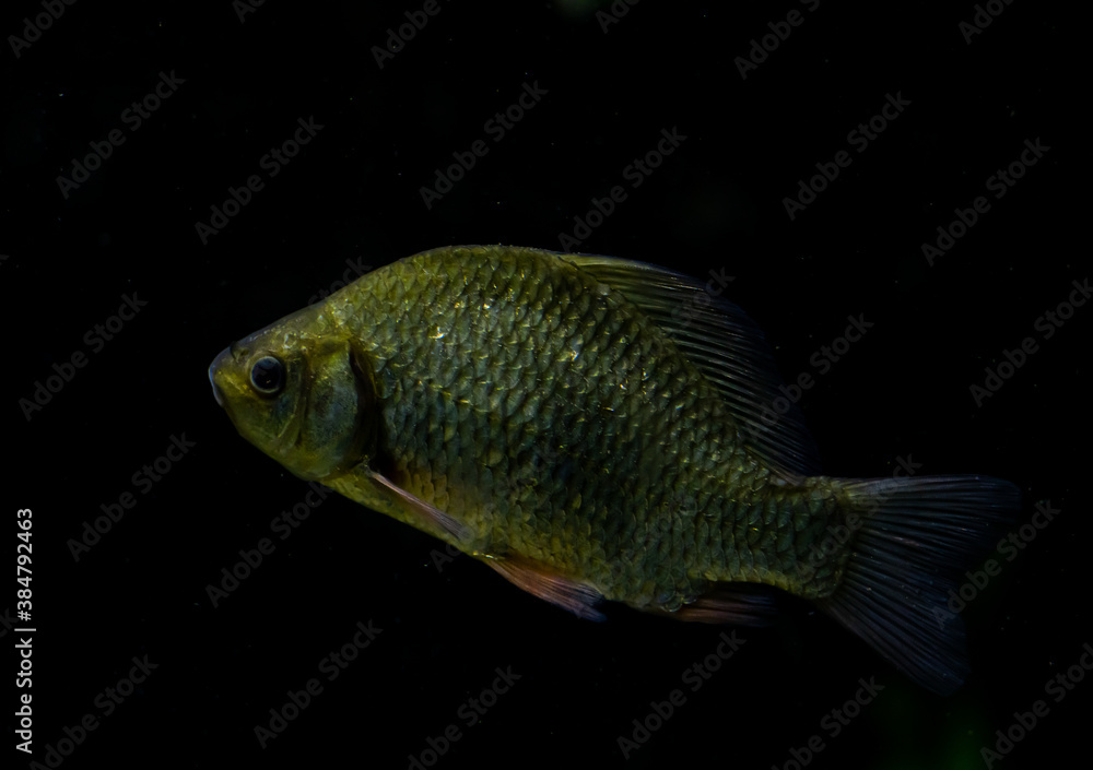 Common crucian carp swimming in a dark pond. Common crucian carp swimming in a dark pond.