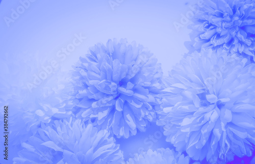 Beautiful abstract blue flowers on dark background black flower frame and blue leaves texture  blue background