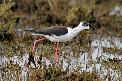 Black-winged stilt // Stelzenläufer (Himantopus himantopus) photo