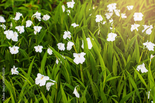 Caulokaempferia alba, Beautiful wild followers in the rainy-season.