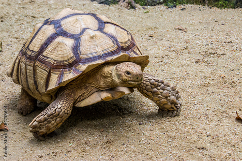 The African spurred tortoise (Centrochelys sulcata) is a species of tortoise, which inhabits the southern edge of the Sahara desert in Africa. It is the third-largest species of tortoise in the world.