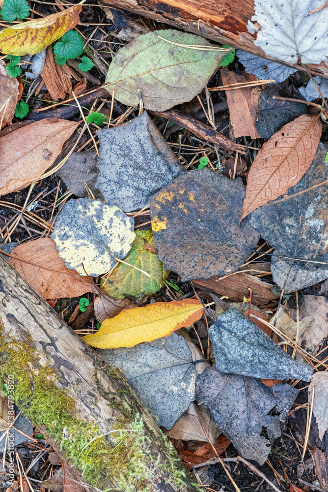 Autumn background with fallen colorful leaves, mossy log, branches and pine needles Autumn background with fallen colorful leaves, mossy log, branches and pine needles