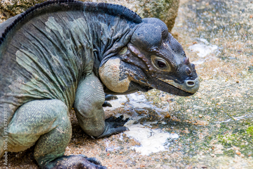 Obraz premium The rhinoceros iguana (Cyclura cornuta) is a threatened species of lizard in the family Iguanidae that is primarily found on the Caribbean island of Hispaniola. The closeup head image.