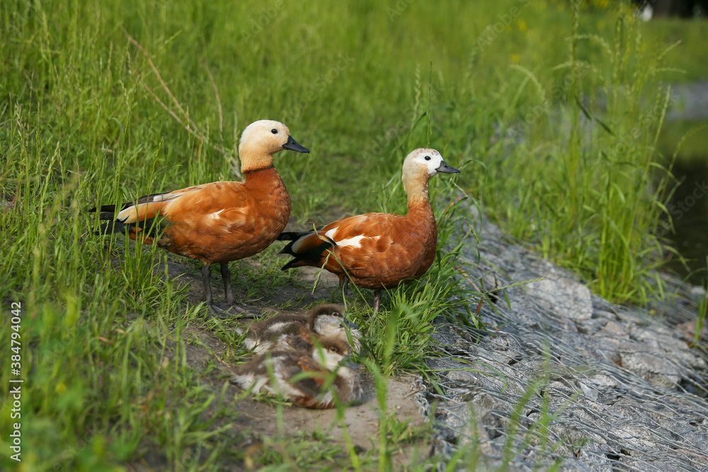 duck with ducklings in the park in summer duck with ducklings in the park in summer