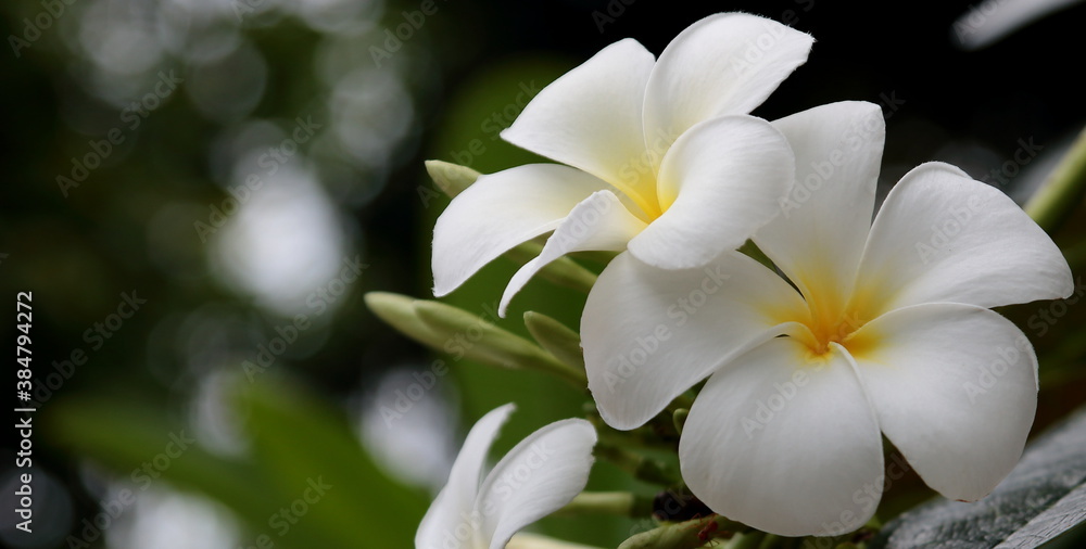 White and yellow plumeria on green leaves and black shadow background White and yellow plumeria on green leaves and black shadow background