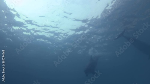 Group of Bottlenose Dolphins swims in the blue water photo