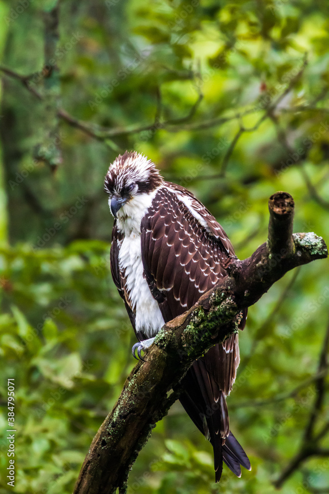 osprey osprey