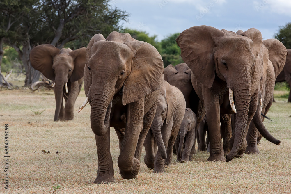 Elephant herd walking in Mashatu Game Reserve in the Tuli Block in Botswana