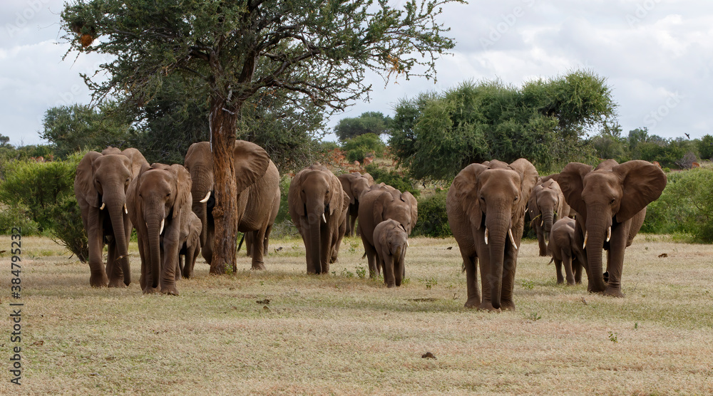 Fototapeta premium Elephant herd walking in Mashatu Game Reserve in the Tuli Block in Botswana