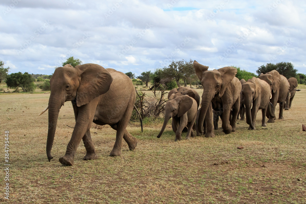 Elephant herd walking in Mashatu Game Reserve in the Tuli Block in Botswana Elephant herd walking in Mashatu Game Reserve in the Tuli Block in Botswana