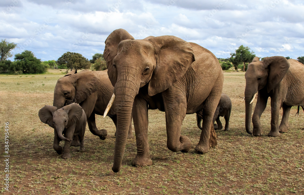 Obraz premium Elephant herd walking in Mashatu Game Reserve in the Tuli Block in Botswana