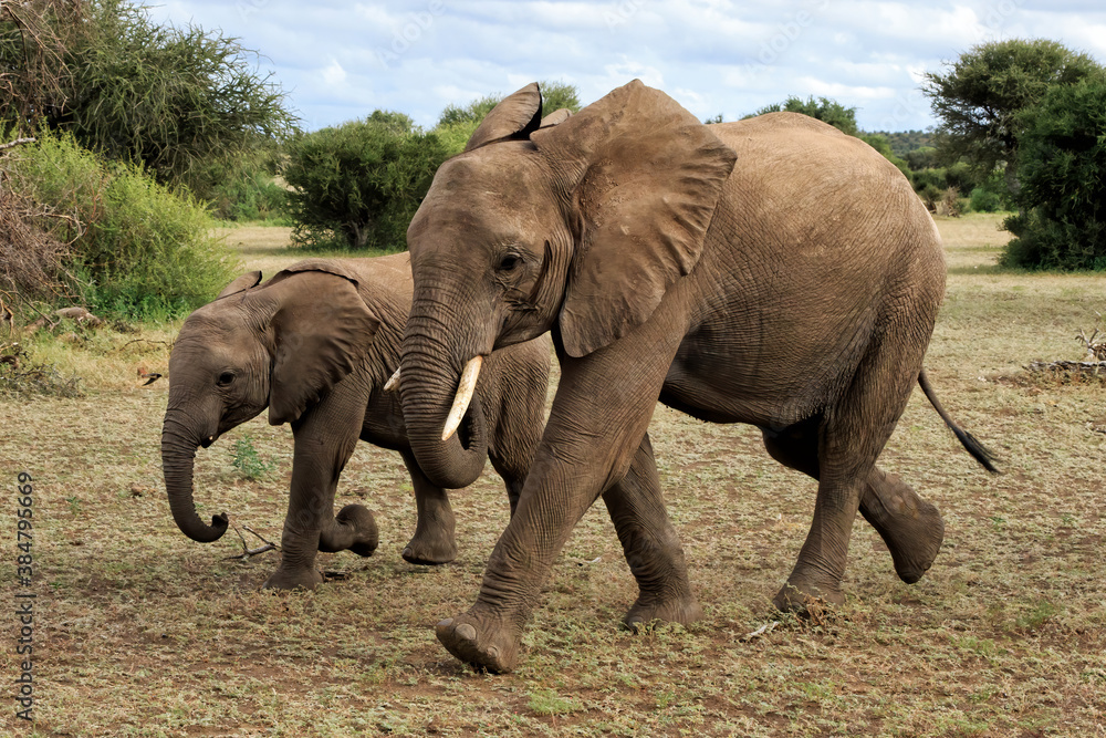 Elephant herd walking in Mashatu Game Reserve in the Tuli Block in Botswana