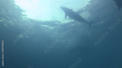 Group of Bottlenose Dolphins swims in the blue water photo