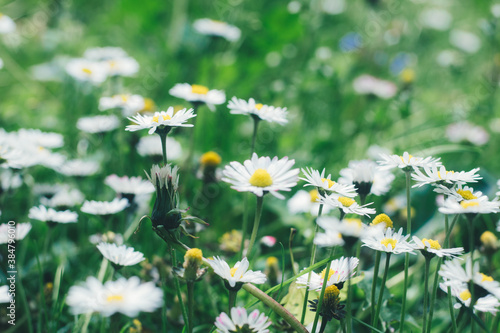 Nature background with springs daisy. Style 80s90s. White marguerite and green grass. photo