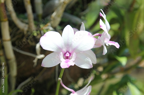 pink orchid on green vietnam