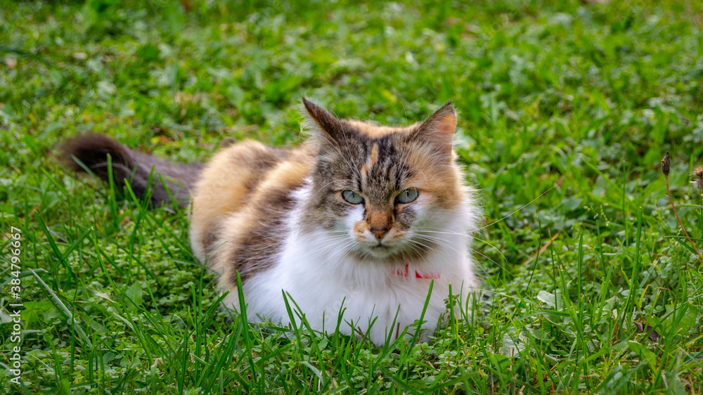 Cat sitting in grass.