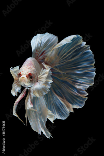Capture the moving moment of siamese fighting fish isolated on black background