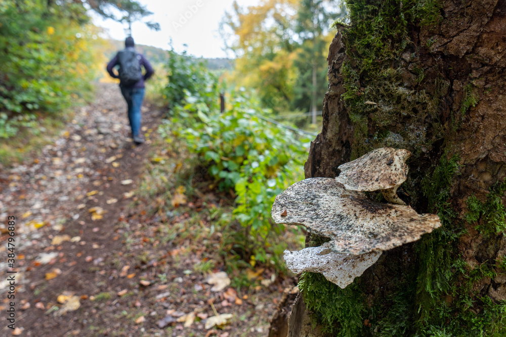 Herbst im Oberen Donautal