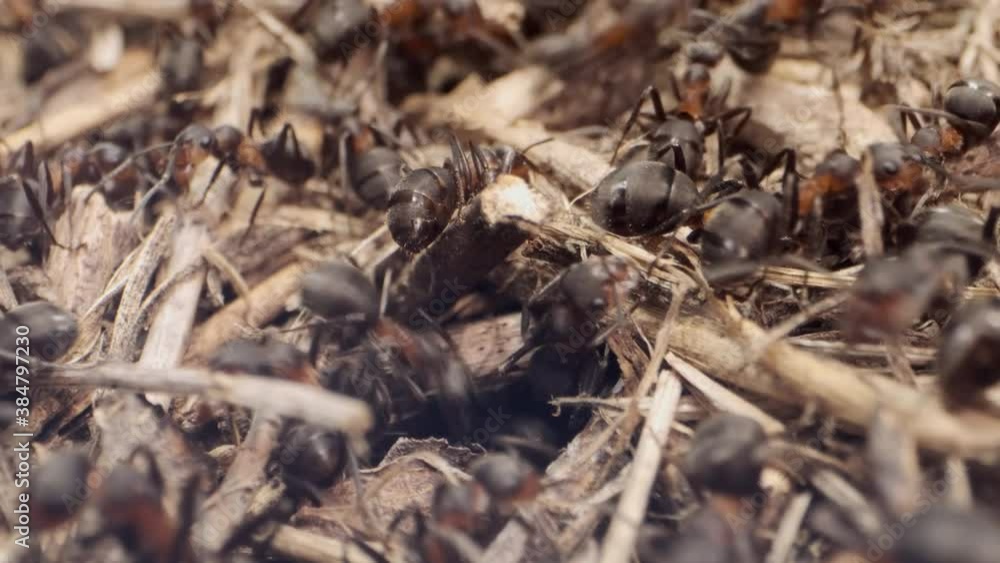 Close-up of large colony of ants in anthill. 4K– 60fps Close-up of large colony of ants in anthill. 4K– 60fps