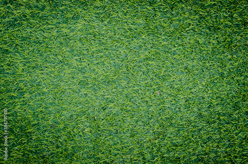 Green grass texture for background. Green lawn pattern and texture background. Close-up.