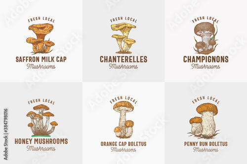 Fresh Local Mushrooms Abstract Signs, Symbols or Logo Templates Collection. Hand Drawn Colorful Champignons, Chanterelles, Saffron Milk Cap, etc. with Typography. Edible Plant Vector Concept.