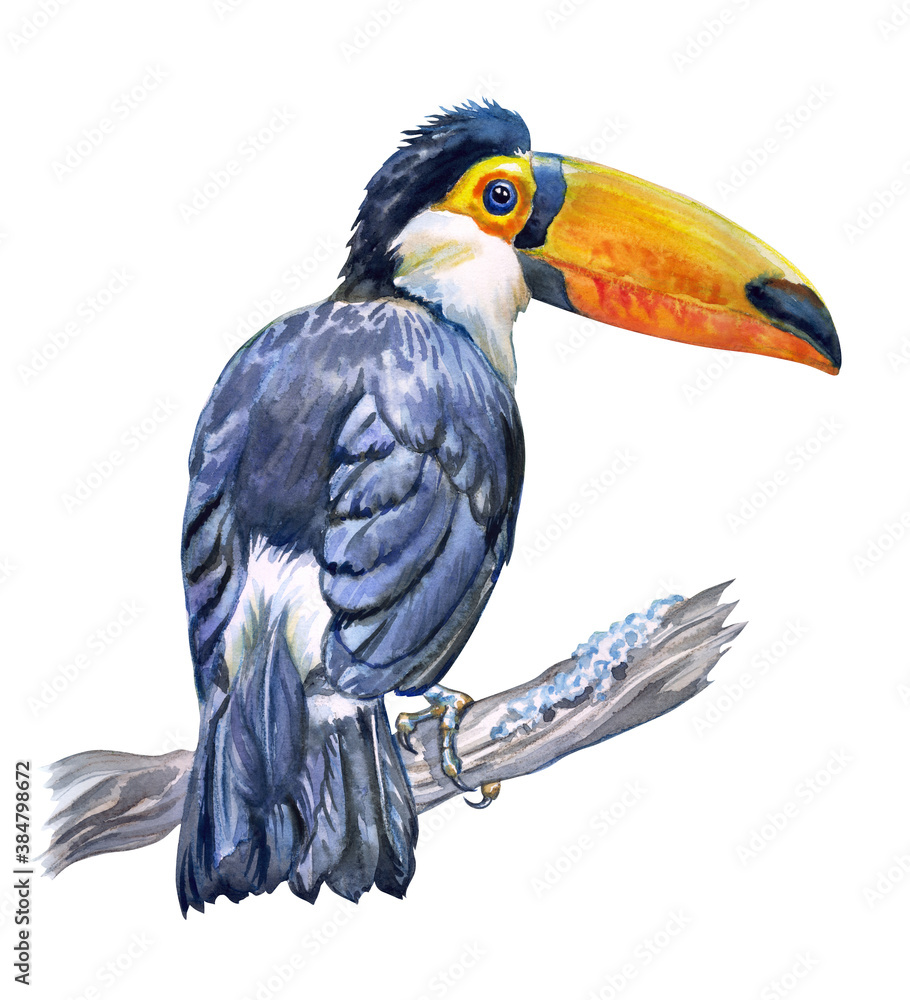 Fototapeta premium Toco toucan (Ramphastos toko) on a branch, watercolor illustration on white background, print for poster, postcard, book illustration, home furnishings decor, etc.