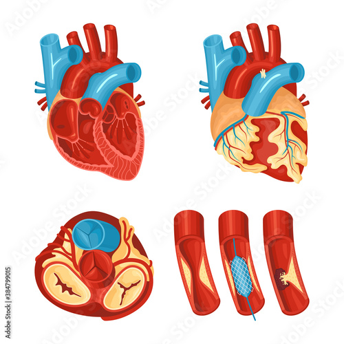 Heart Anatomy Set