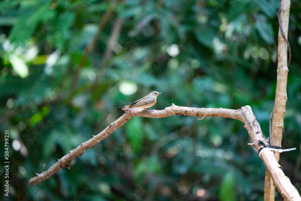 Yellow - rumped Flycatcher Yellow - rumped Flycatcher