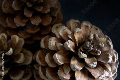 Close-up of three pine cones against a dark background. Autumn background. 