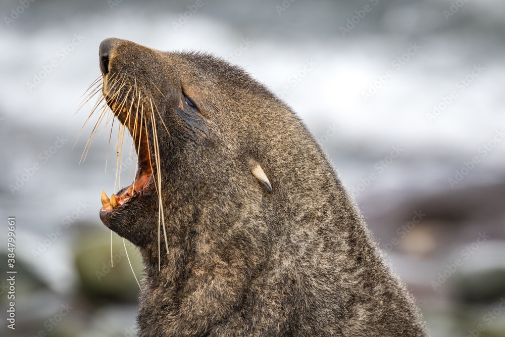 Antarctic Fur Seal (Arctocephalus gazella), Antarctica Antarctic Fur Seal (Arctocephalus gazella), Antarctica