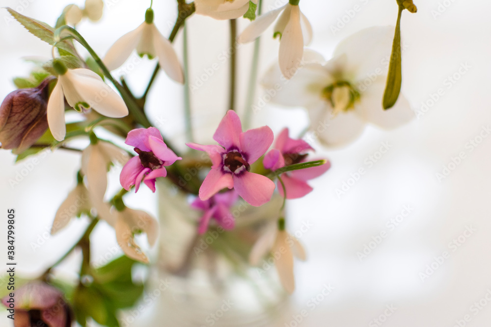 Obraz premium Snowdrops and Hellebores with Fairy Lights.