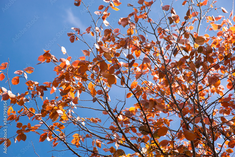 Autumn yellow-red leaves in the sunlight against the blue sky Autumn yellow-red leaves in the sunlight against the blue sky