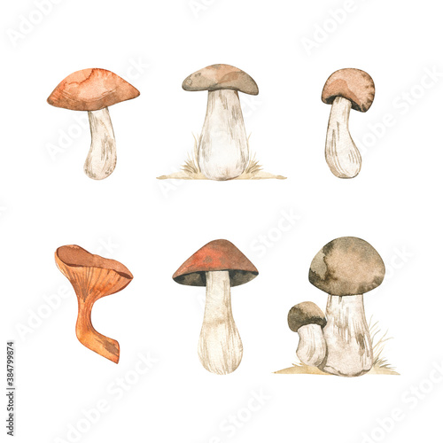 Watercolor Autumn illustrations of different kind of mushrooms. Design autumn separate elements. Perfect for invitations, greeting posters, prints, social media