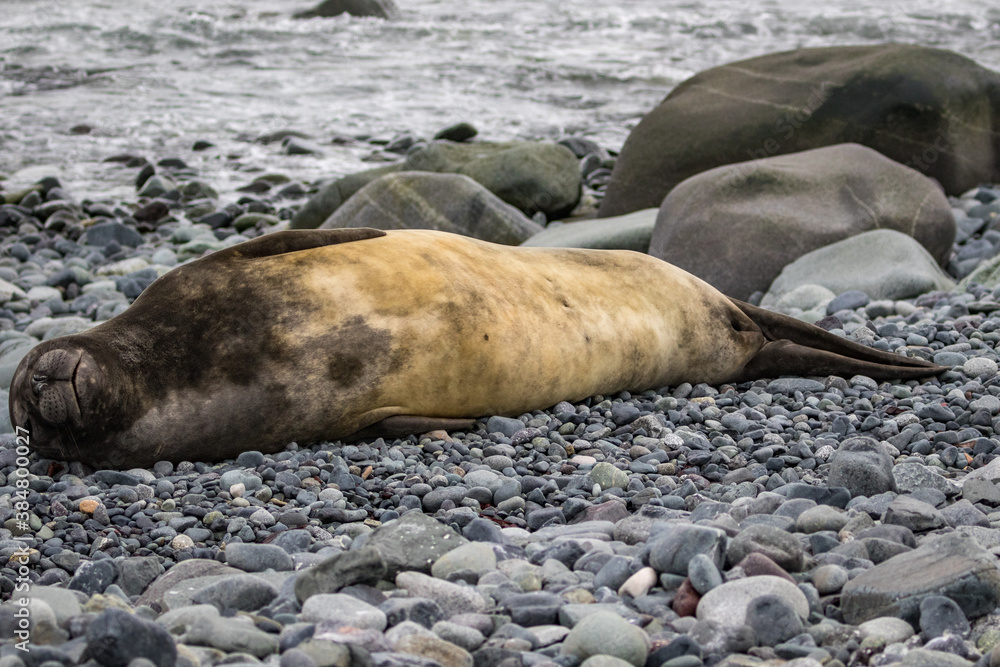 Fototapeta premium Southern Elephant Seal (Mirounga leonina), Antarctica